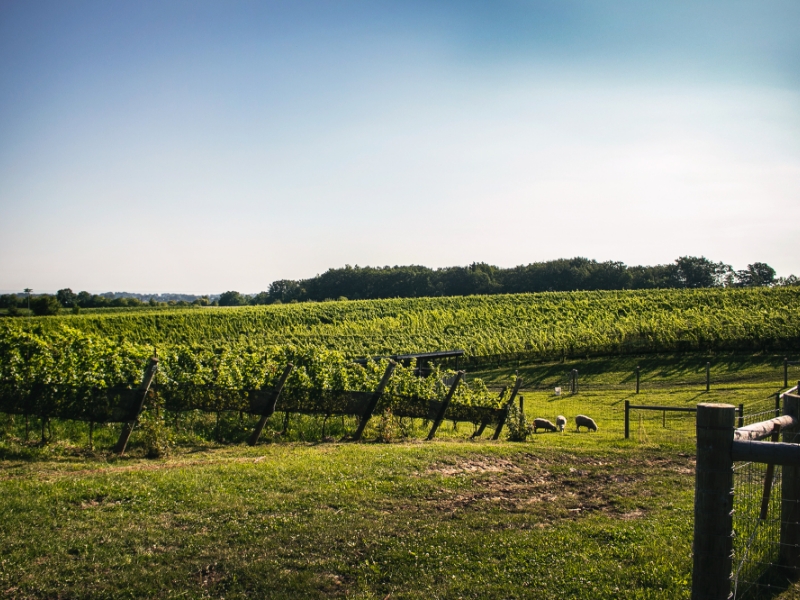 TAWSE – Property – Vineyard IMG_1797 hi-2 TAWSE Property Vineyard
