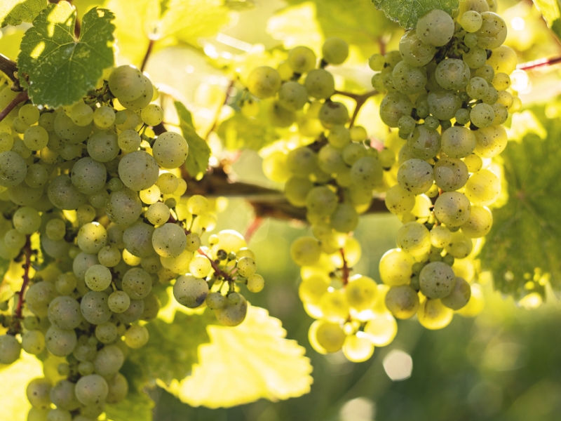 TAWSE_Harvest 2019_CarlysBlock_2794 Grapes