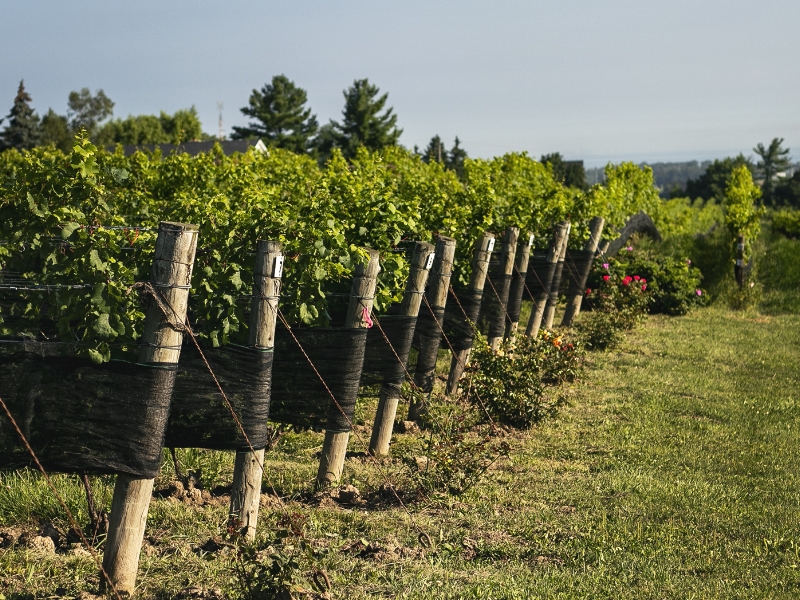TAWSE_Vineyard_Cherry Ave_IMG_1795 TAWSE Vineyard Cherry Ave